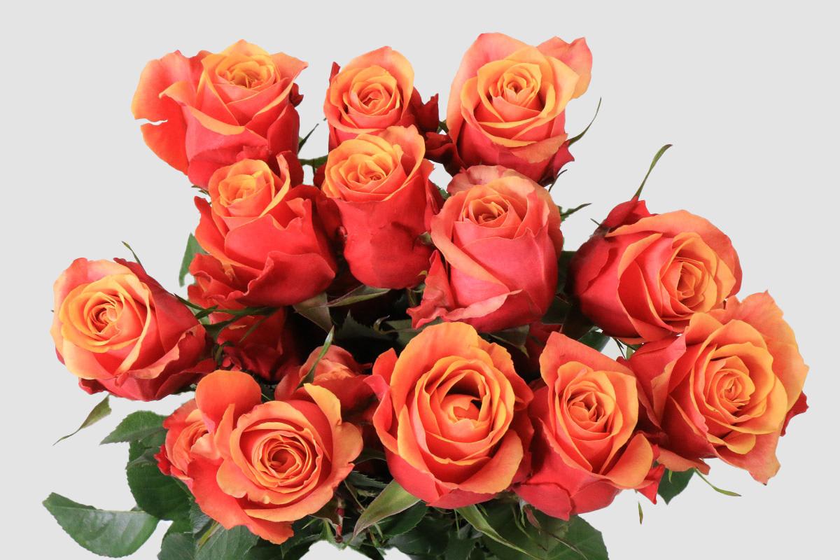 Срезанные цветы оптом Rosa ec cherry brandy от 125шт из Голландии с доставкой по России