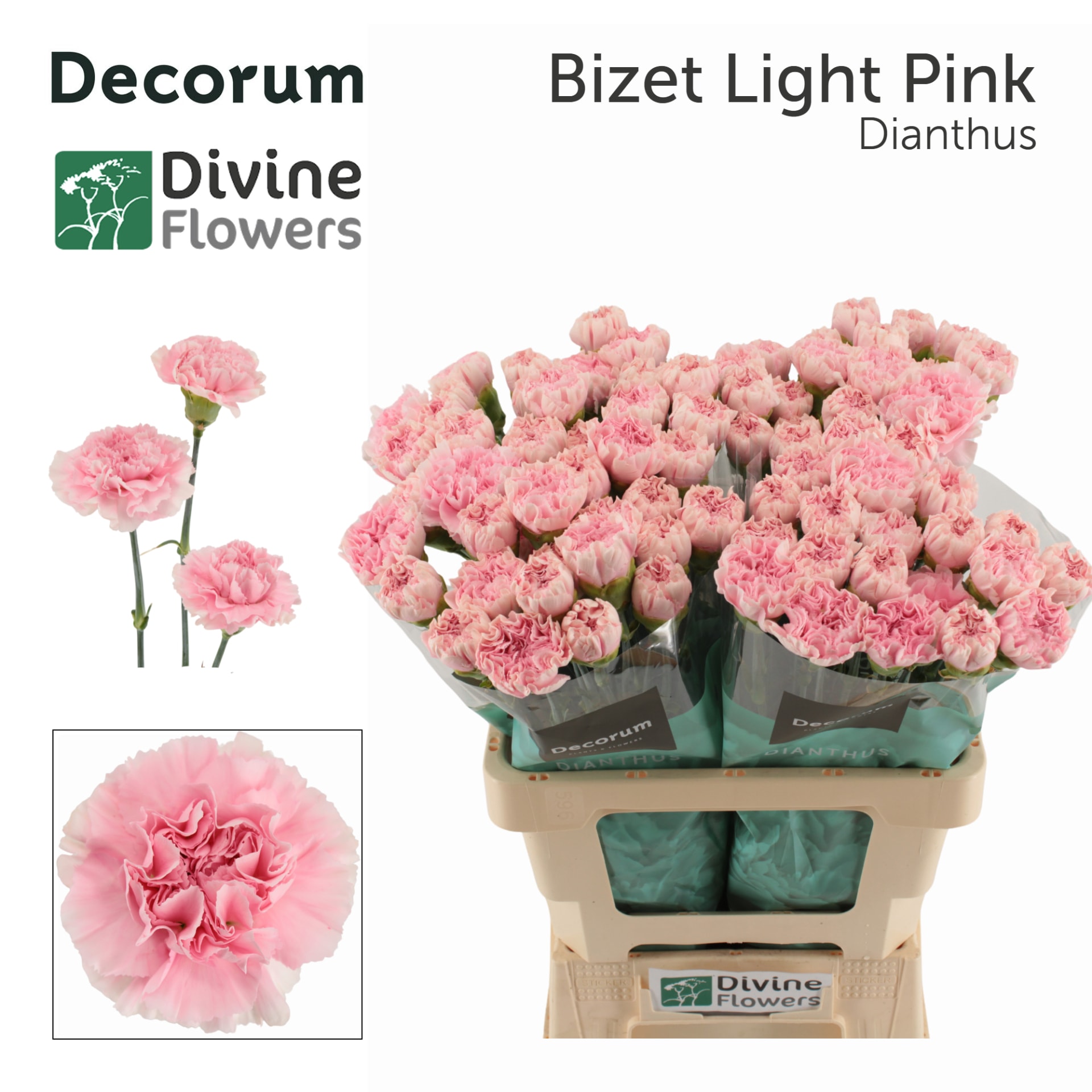 Срезанные цветы оптом Dianthus st bizet light pink от 80шт из Голландии с доставкой по России