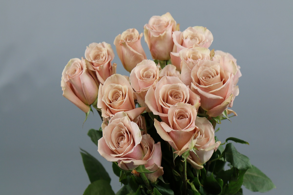 Срезанные цветы оптом Rosa ec quicksand от 125шт из Голландии с доставкой по России