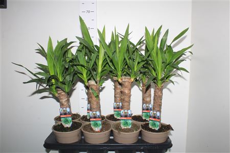 Горшечные цветы и растения оптом Yucca 30cm * Spring Deal * от 8шт из Голландии с доставкой по России