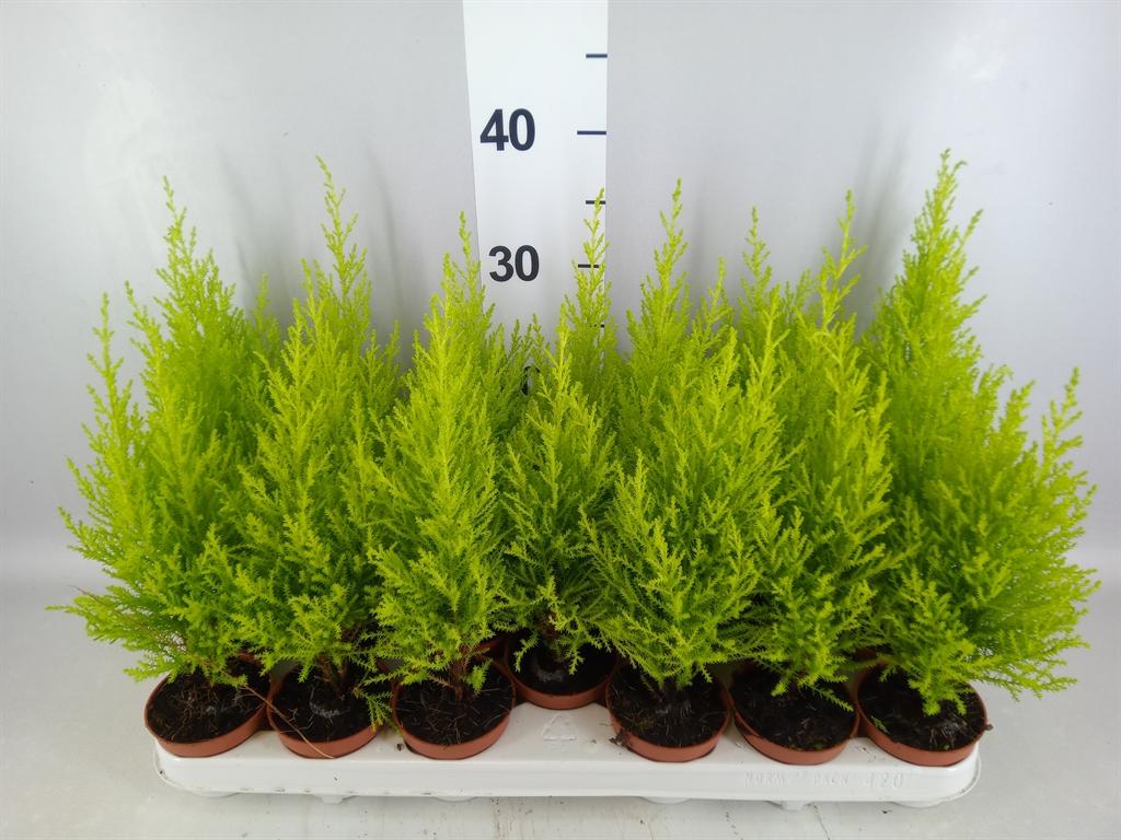 Горшечные цветы и растения оптом Cupressus Macro. goldcrest Wilma A от 20шт (для телеги) из Голландии с доставкой по России