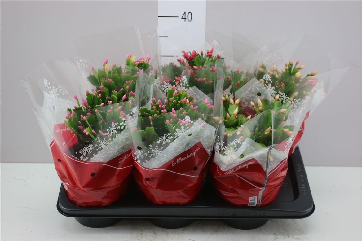 Горшечные цветы и растения оптом Schlumbergera Gemengd от 6шт из Голландии с доставкой по России