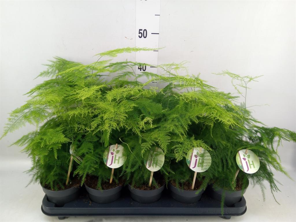 Горшечные цветы и растения оптом Asparagus Setaceus от 10шт из Голландии с доставкой по России