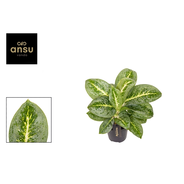 Горшечные цветы и растения оптом Aglaonema Lemon Mint от 6шт из Голландии с доставкой по России