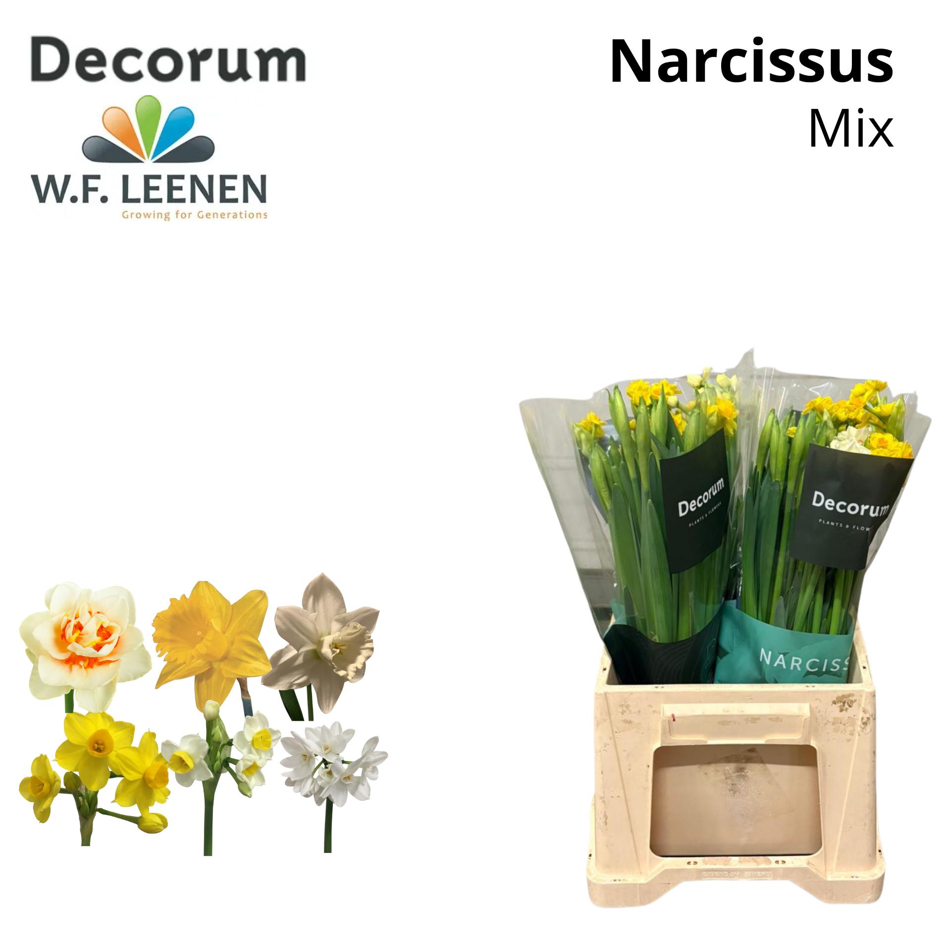 Срезанные цветы оптом Narcissus mix in bucket от 100шт из Голландии с доставкой по России