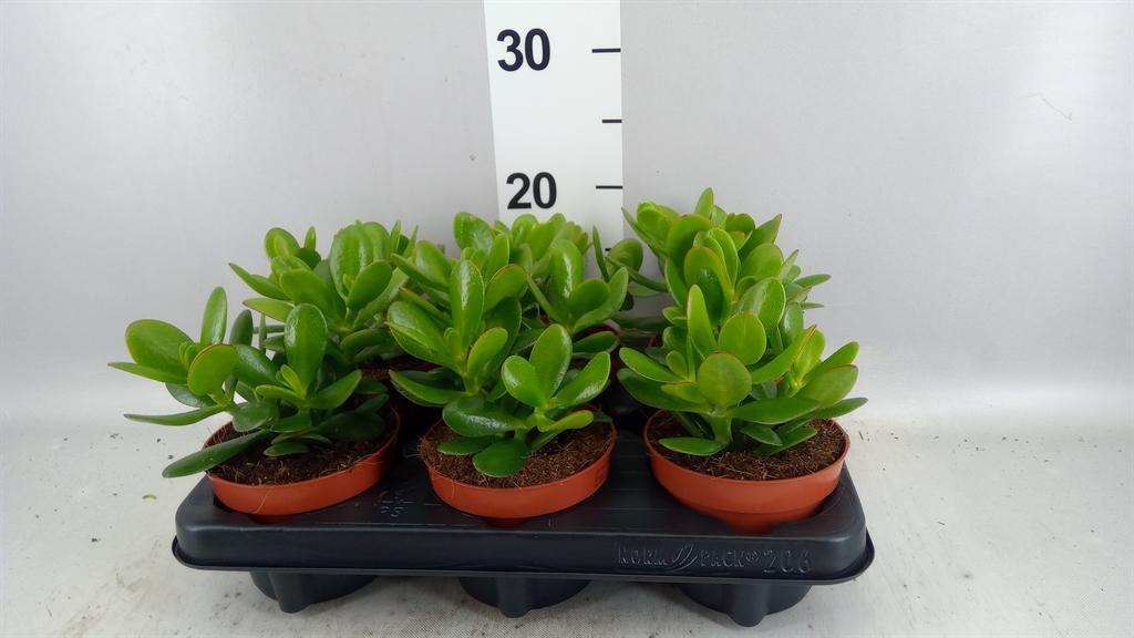 Горшечные цветы и растения оптом Crassula magical Tree от 6шт из Голландии с доставкой по России