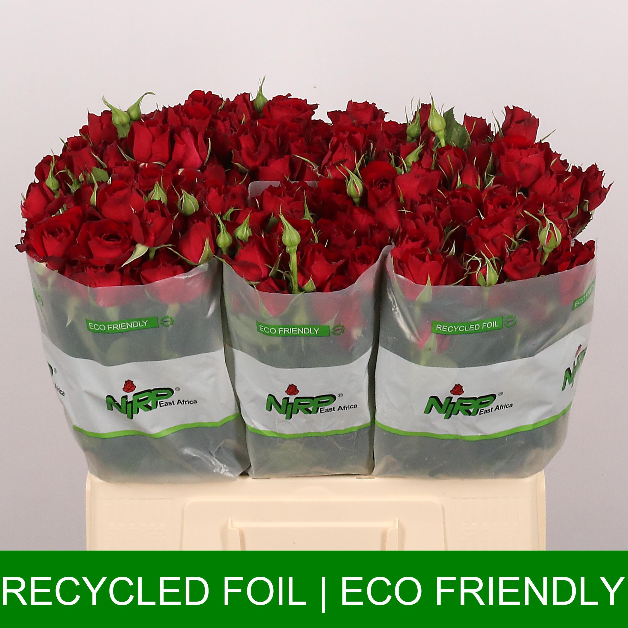 Срезанные цветы оптом Rosa spray rouge rosever от 30шт из Голландии с доставкой по России