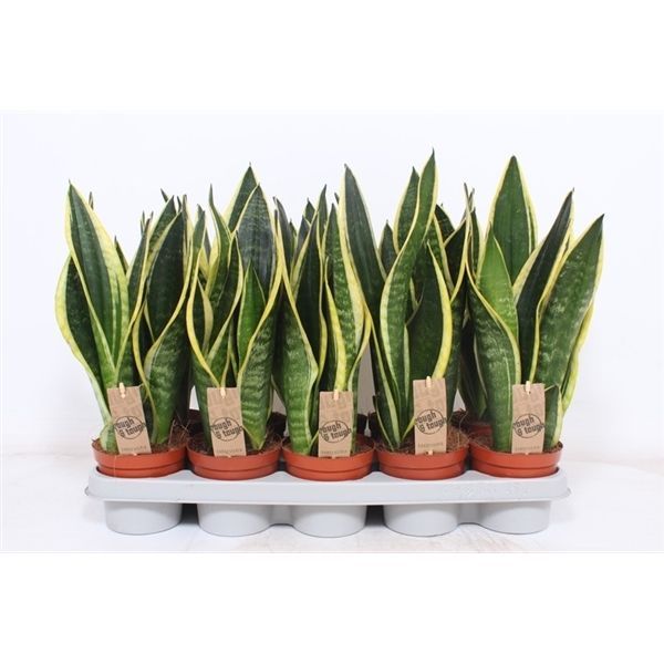 Горшечные цветы и растения оптом Sansevieria Black Superba от 10шт из Голландии с доставкой по России