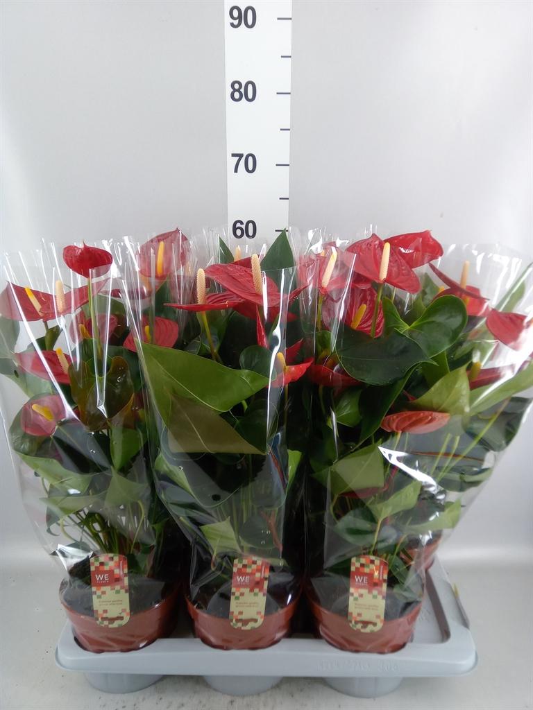 Горшечные цветы и растения оптом Anthurium Andr. tremendo от 6шт из Голландии с доставкой по России
