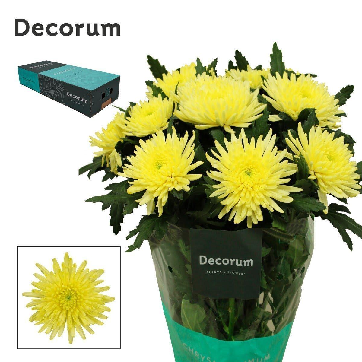 Срезанные цветы оптом Chrys bl topspin yellow от 120шт из Голландии с доставкой по России