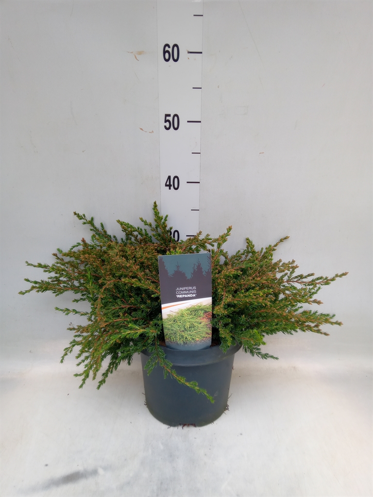 Горшечные цветы и растения оптом Juniperus   ... от 1шт из Голландии с доставкой по России