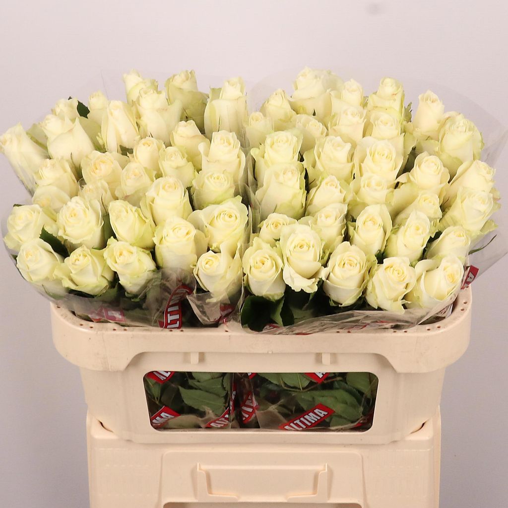 Срезанные цветы оптом Rosa large albatros от 60шт из Голландии с доставкой по России