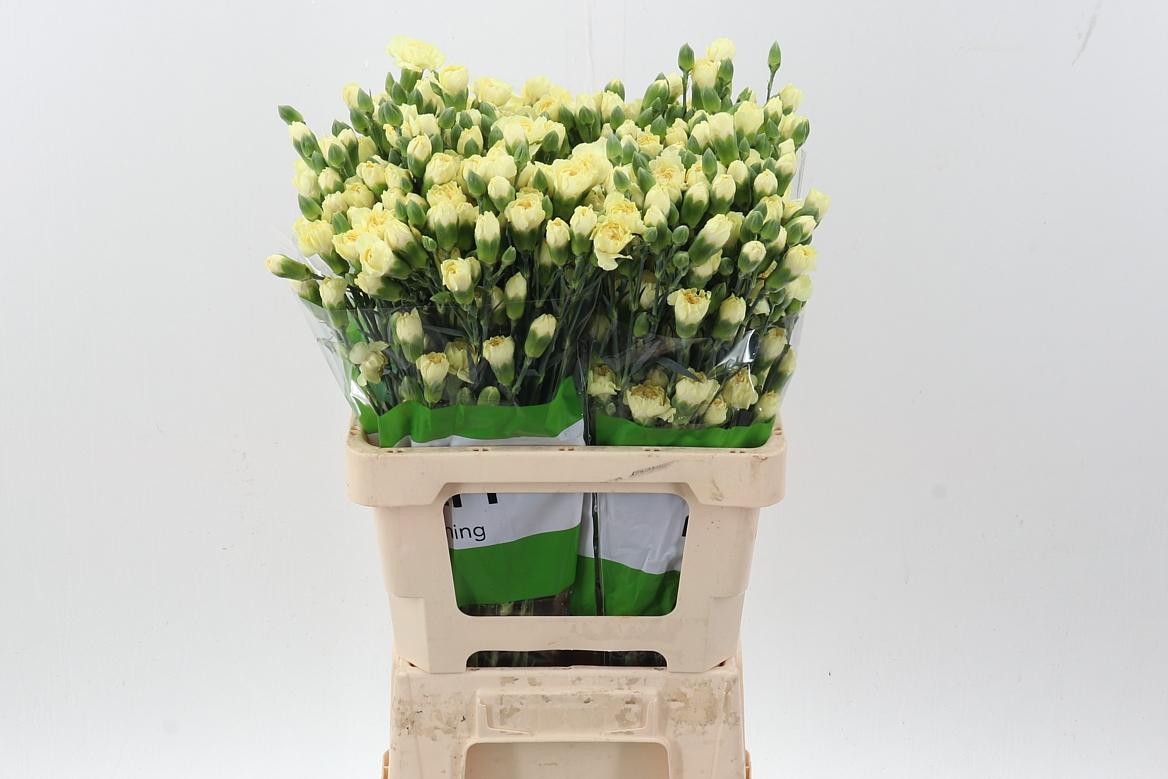 Срезанные цветы оптом Dianthus sp xanthe от 100шт из Голландии с доставкой по России