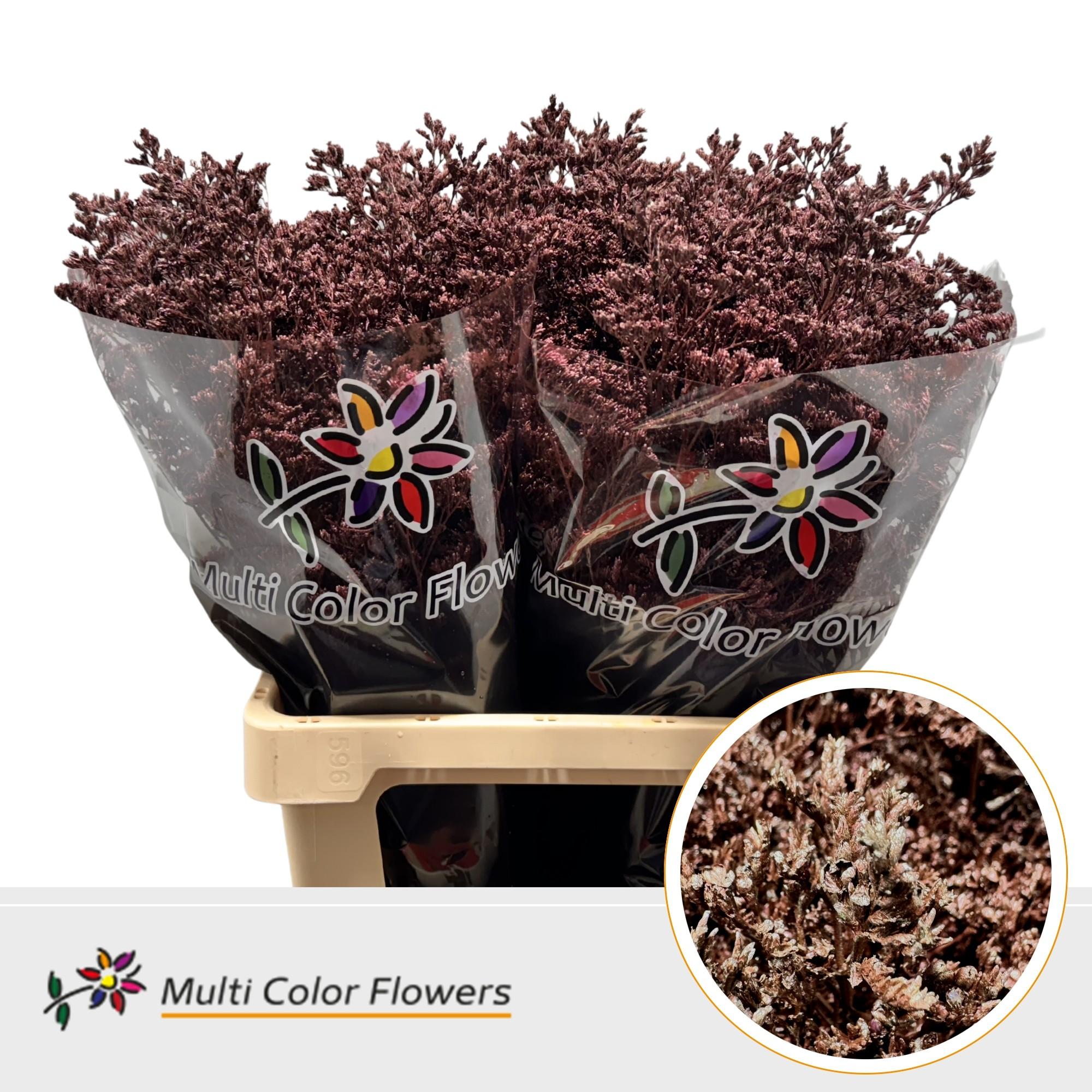 Срезанные цветы оптом Limonium paint metallic beige от 50шт из Голландии с доставкой по России