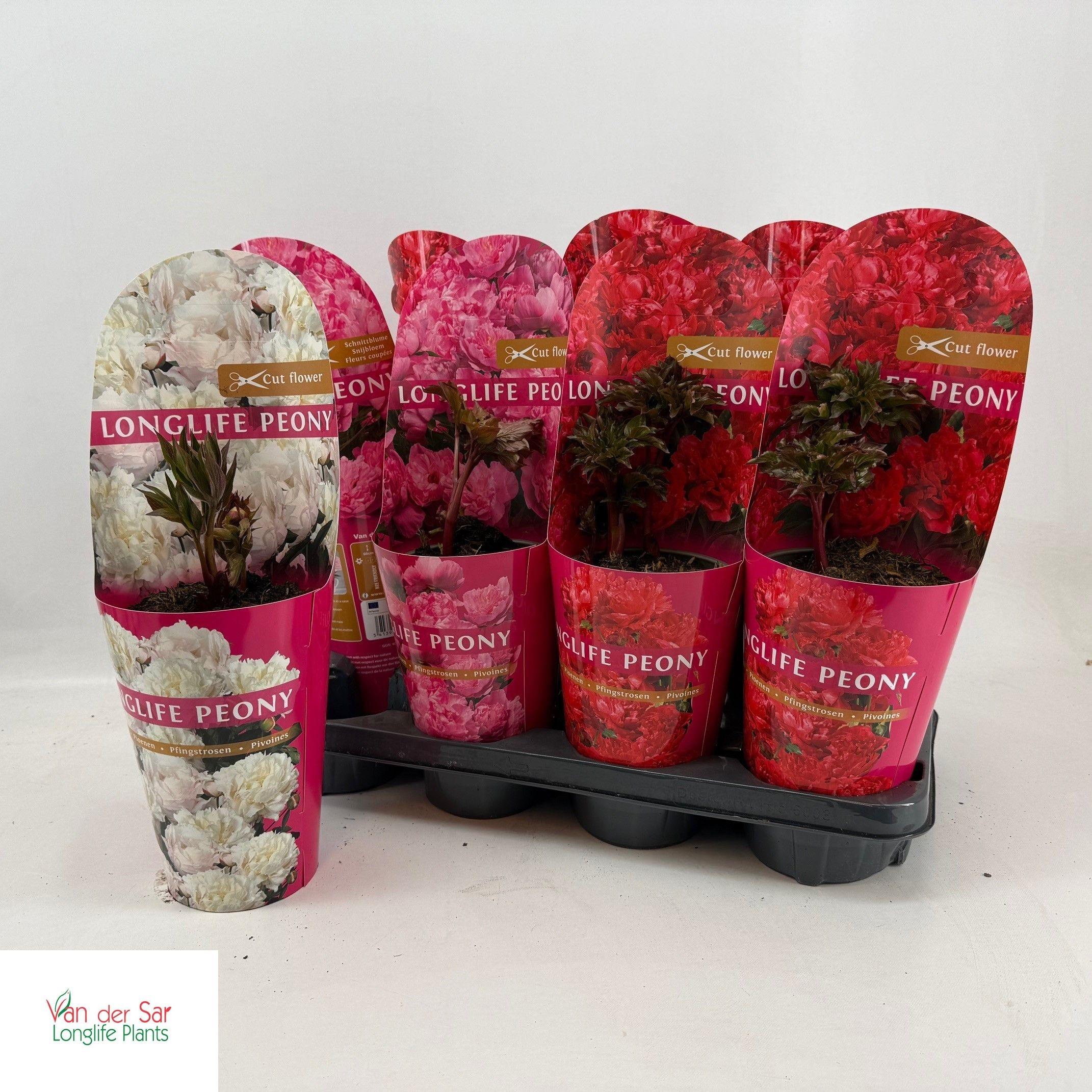 Горшечные цветы и растения оптом Paeonia Gem от 8шт из Голландии с доставкой по России