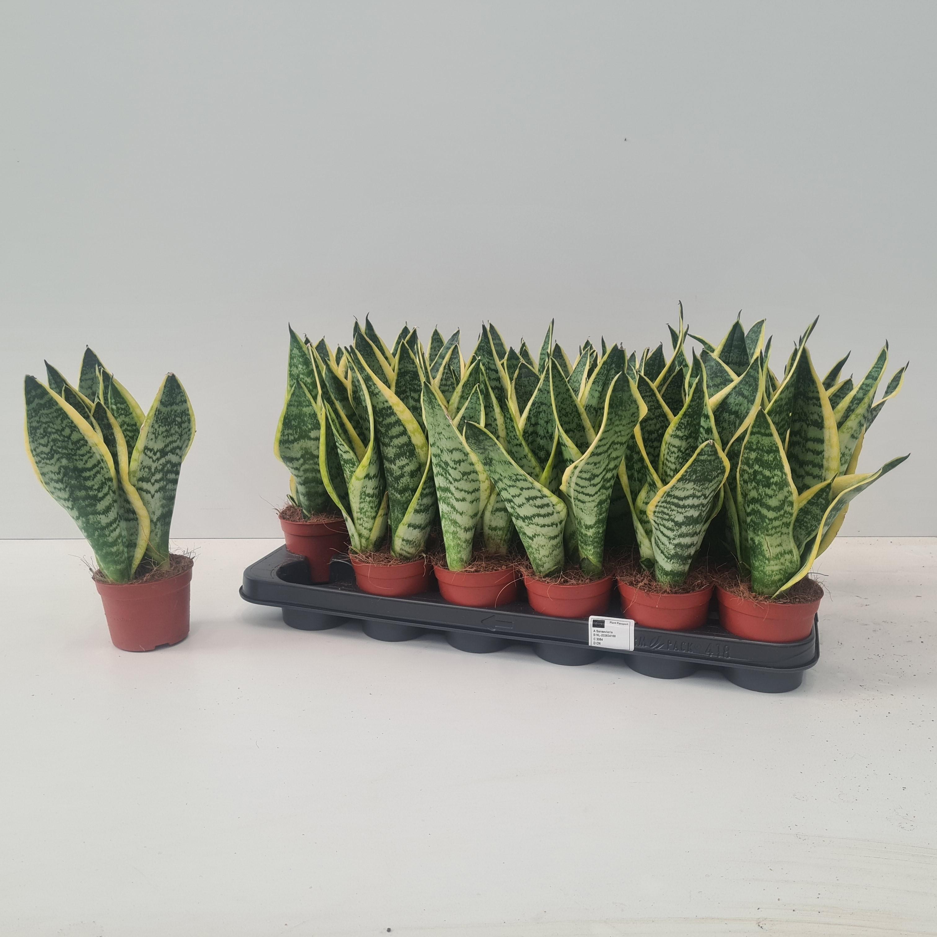 Горшечные цветы и растения оптом Sansevieria Futura Superba от 9шт (для телеги) из Голландии с доставкой по России