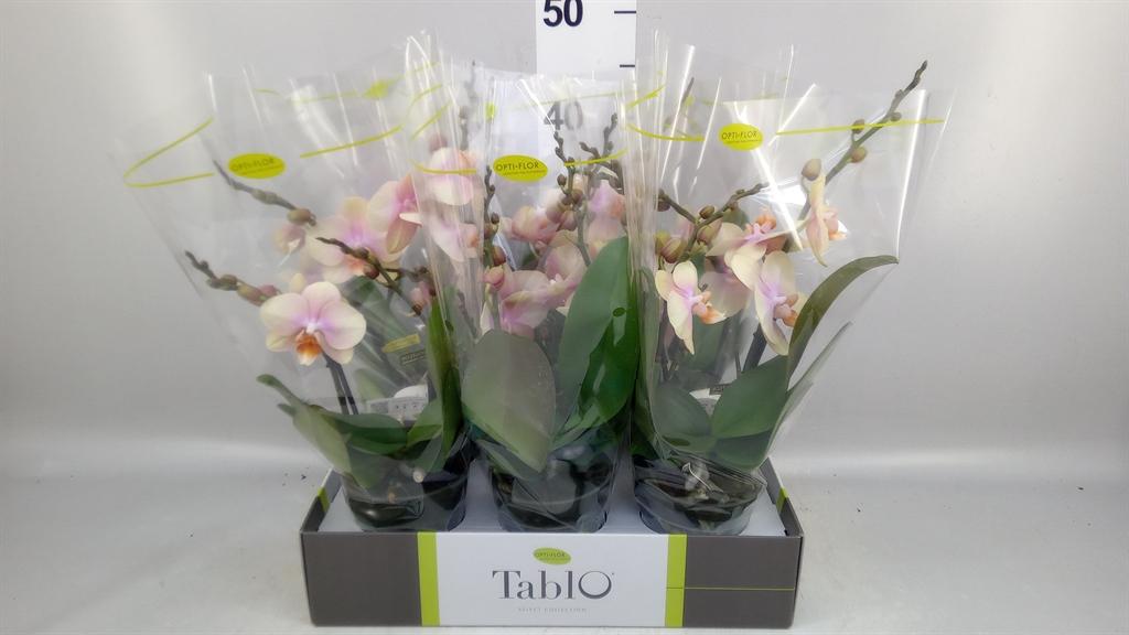 Горшечные цветы и растения оптом Phalaenopsis ...yellow от 6шт из Голландии с доставкой по России