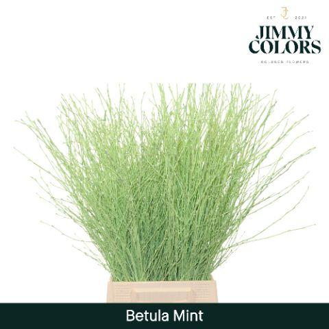 Срезанные цветы оптом Betula paint mint green от 20шт из Голландии с доставкой по России