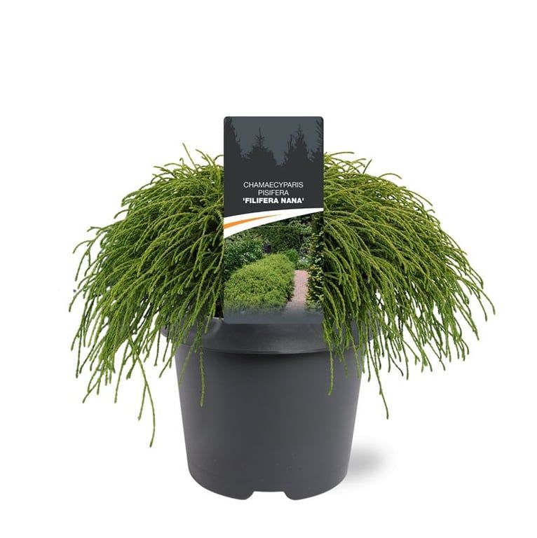 Горшечные цветы и растения оптом Chamaecyparis Pis Filifera Nana от 1шт из Голландии с доставкой по России