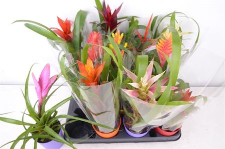 Горшечные цветы и растения оптом Bromelia Mix от 11шт (для телеги) из Голландии с доставкой по России