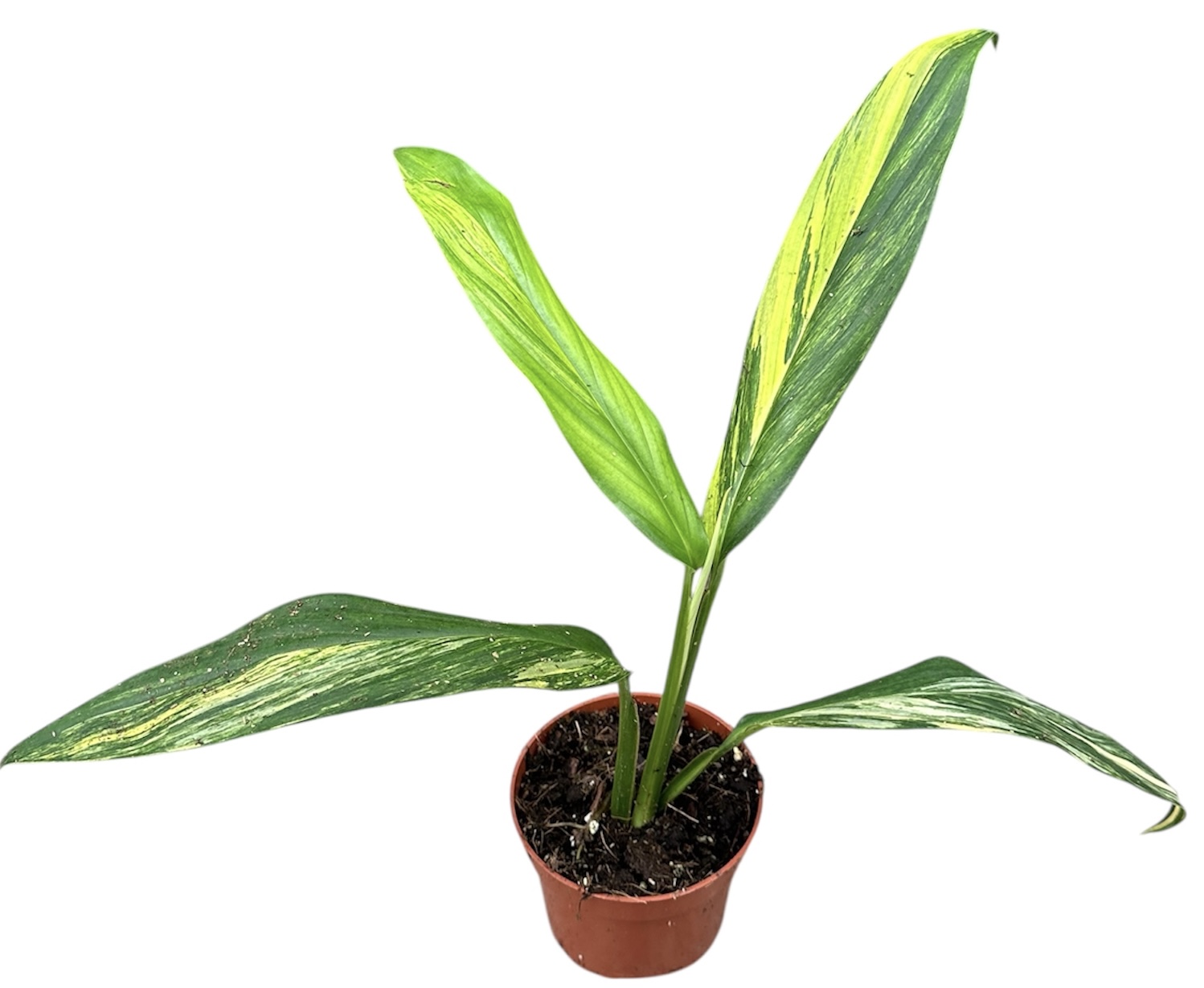 Горшечные цветы и растения оптом Amplissimum Aurea Variegata от 1шт из Голландии с доставкой по России