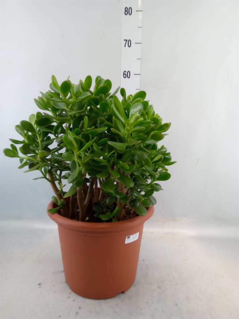 Горшечные цветы и растения оптом Crassula Ovata от 2шт из Голландии с доставкой по России