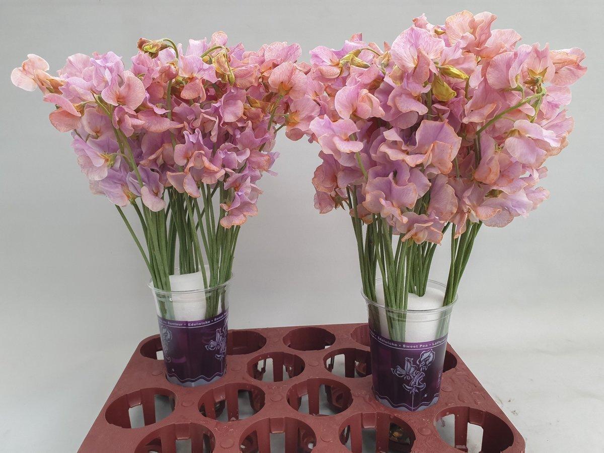 Срезанные цветы оптом Lathyrus paint lavender magic A от 30шт из Голландии с доставкой по России