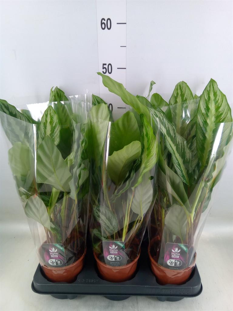 Горшечные цветы и растения оптом Calathea   ... от 6шт из Голландии с доставкой по России