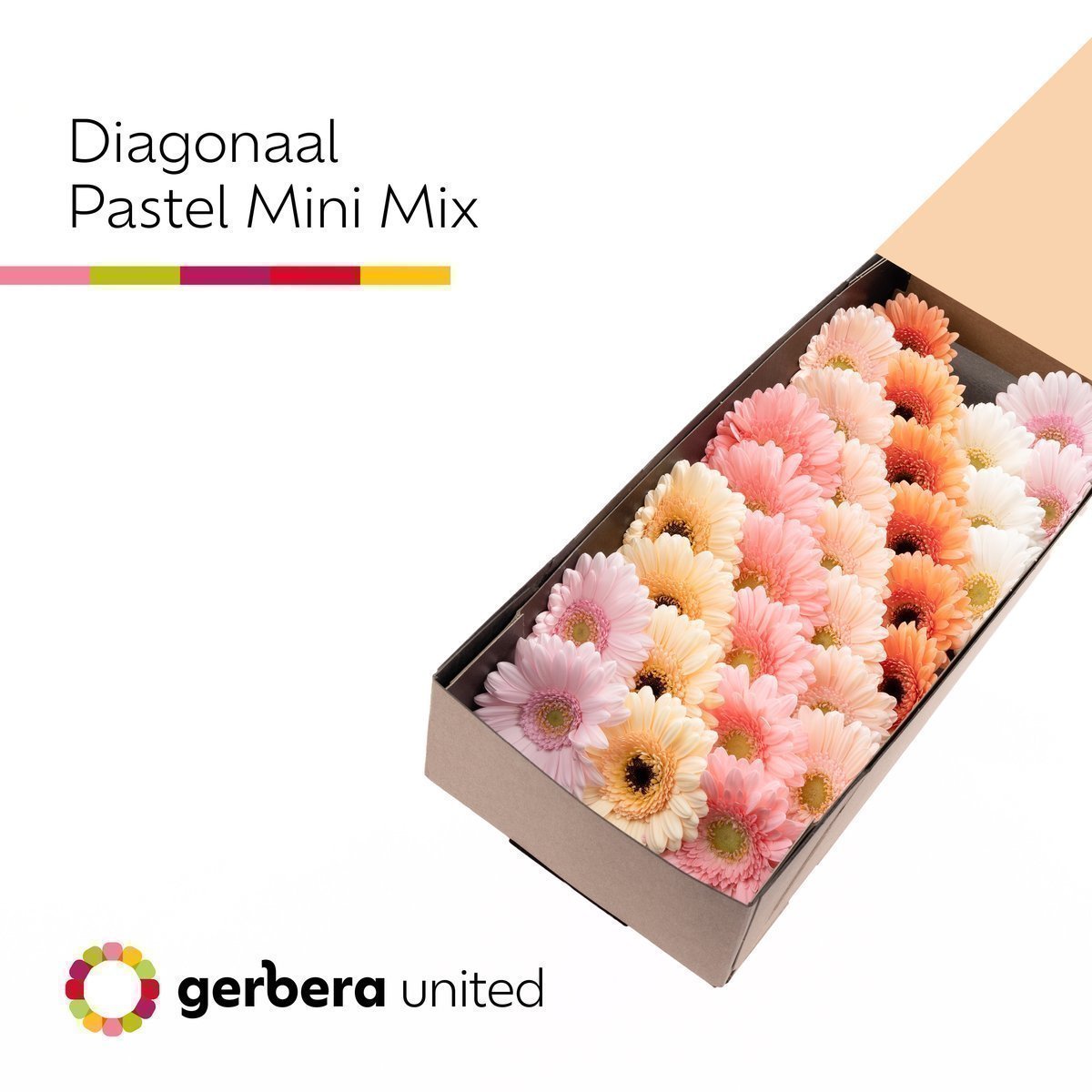 Срезанные цветы оптом Germini mix pastel от 30шт из Голландии с доставкой по России