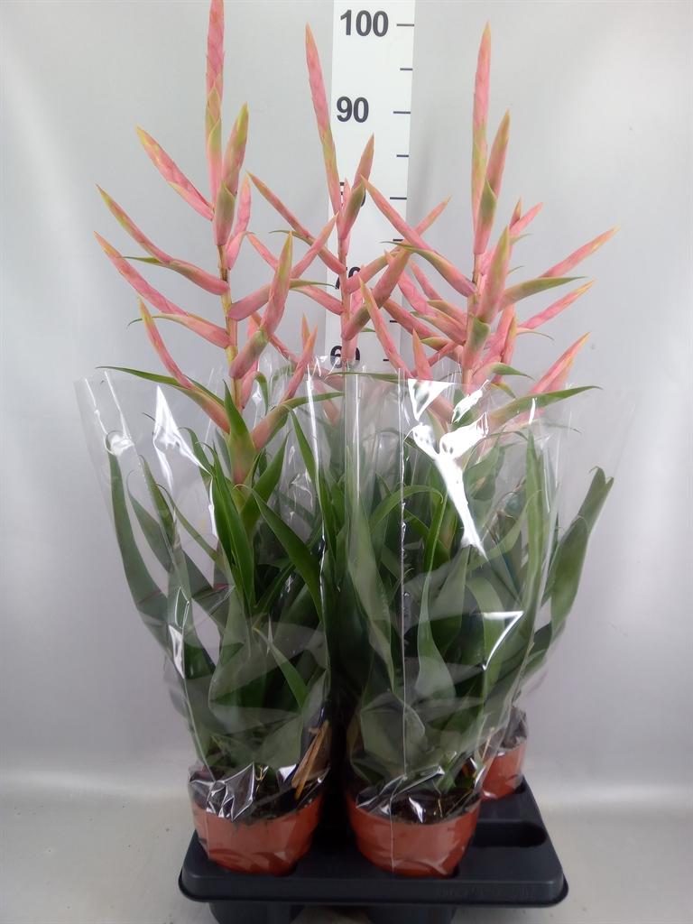 Горшечные цветы и растения оптом Tillandsia dolce от 4шт из Голландии с доставкой по России