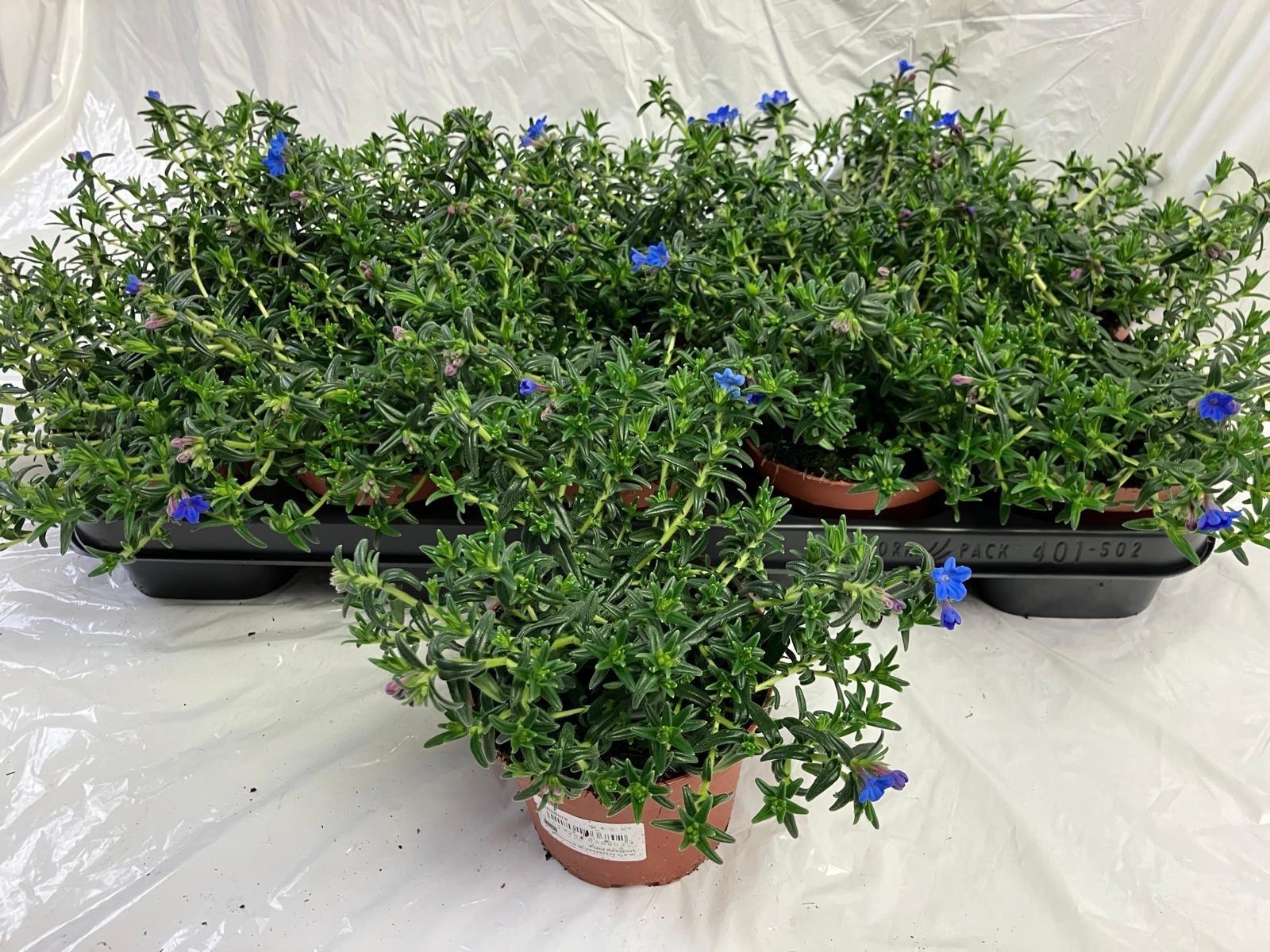 Горшечные цветы и растения оптом Glando Diffusa от 10шт из Голландии с доставкой по России