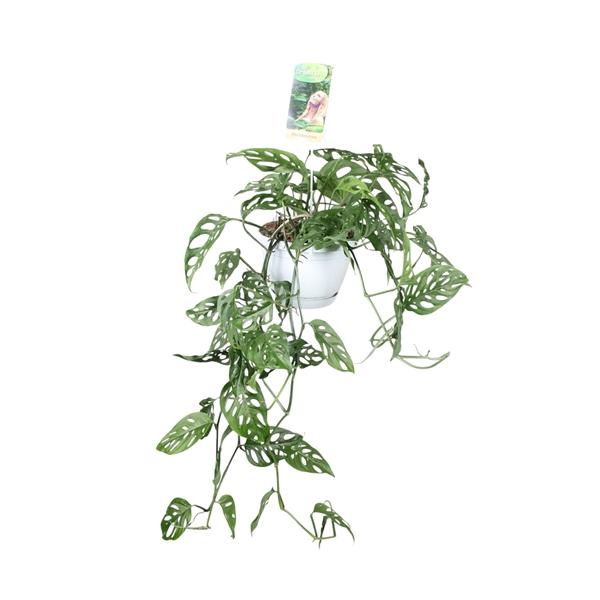 Горшечные цветы и растения оптом Monstera Obliqua In Hangpot от 4шт из Голландии с доставкой по России