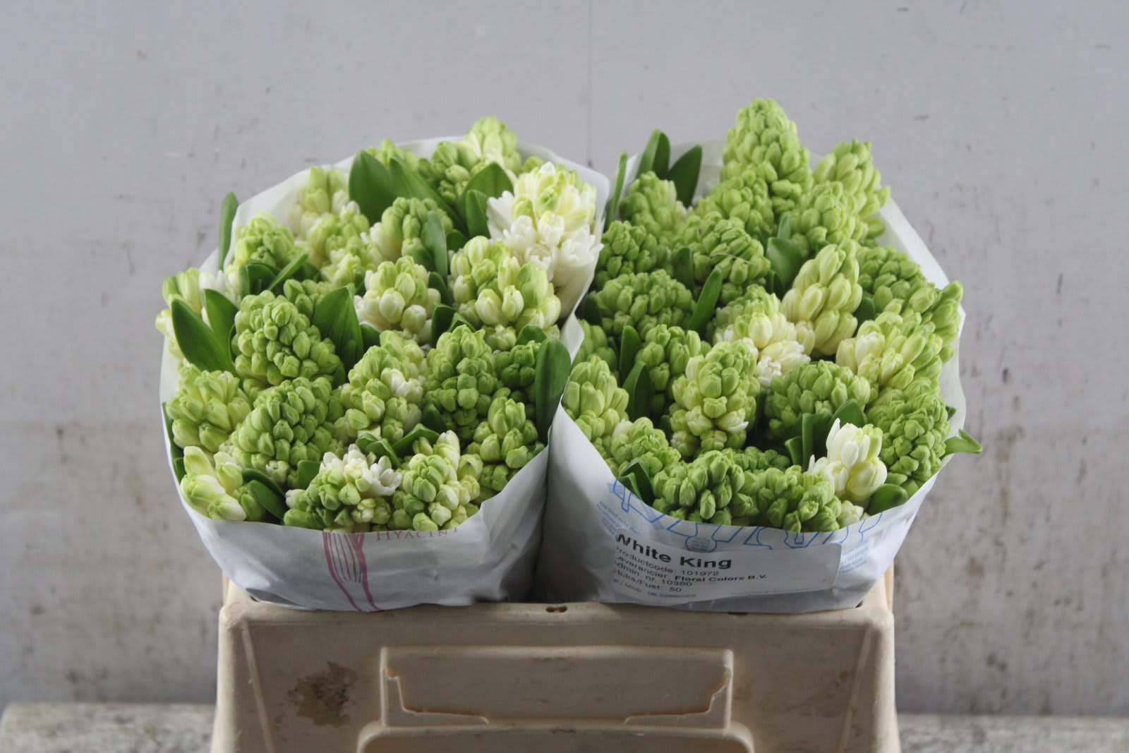 Срезанные цветы оптом Hyacinthus white king от 50шт из Голландии с доставкой по России