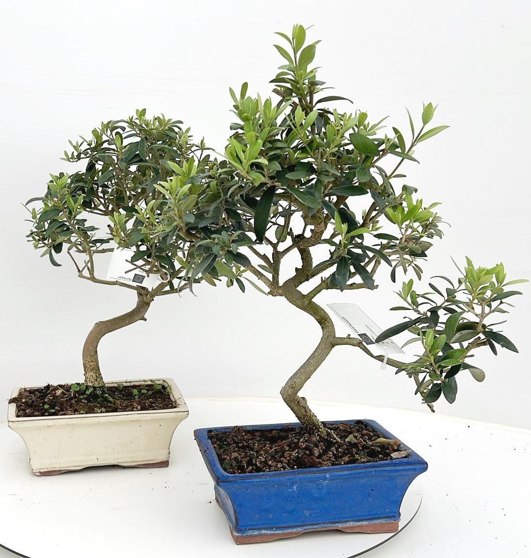Горшечные цветы и растения оптом Olea Europaea, Pot 20 Cm. от 3шт из Голландии с доставкой по России