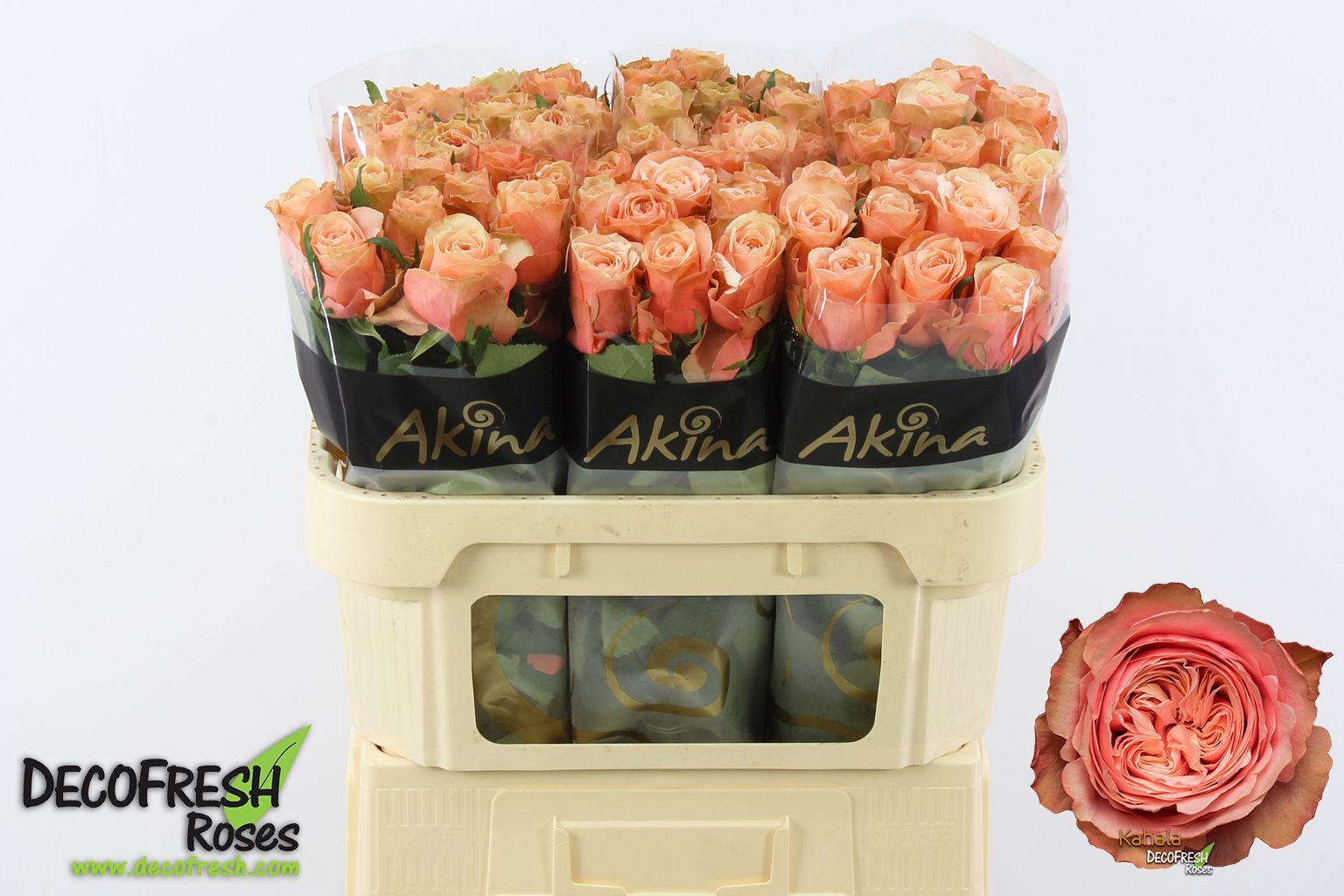 Срезанные цветы оптом Rosa large kahala от 60шт из Голландии с доставкой по России