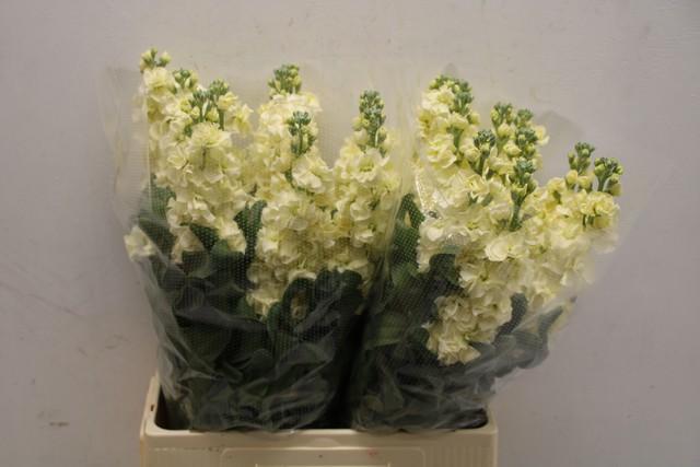 Срезанные цветы оптом Matthiola iron yellow от 40шт из Голландии с доставкой по России