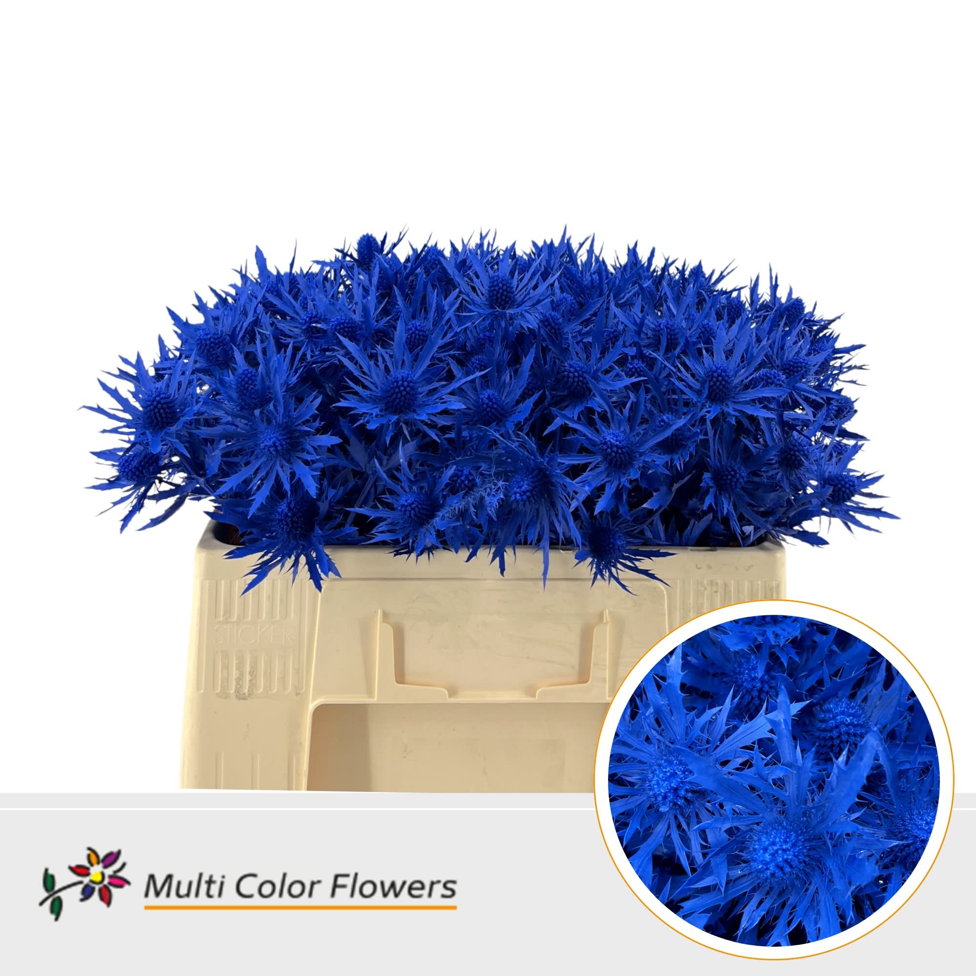 Срезанные цветы оптом Eryngium paint blue dark от 60шт из Голландии с доставкой по России