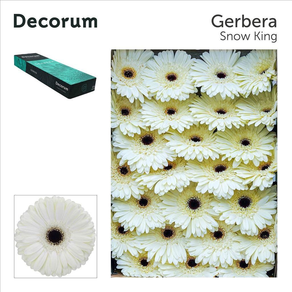 Срезанные цветы оптом Gerbera snow king от 50шт из Голландии с доставкой по России