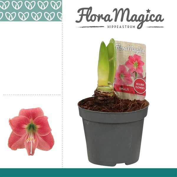 Горшечные цветы и растения оптом Hippeastrum Kolibri Amalfi 1 Knop от 18шт из Голландии с доставкой по России