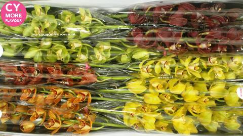 Срезанные цветы оптом Minicymbidium mix autumn от 4шт. из Голландии с доставкой по России