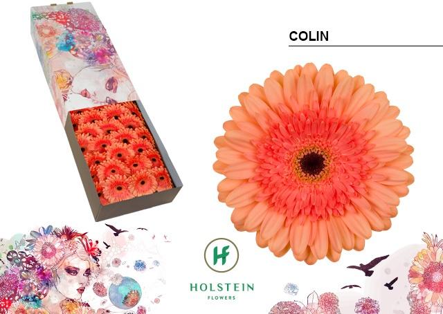 Срезанные цветы оптом Gerbera colin от 50шт из Голландии с доставкой по России