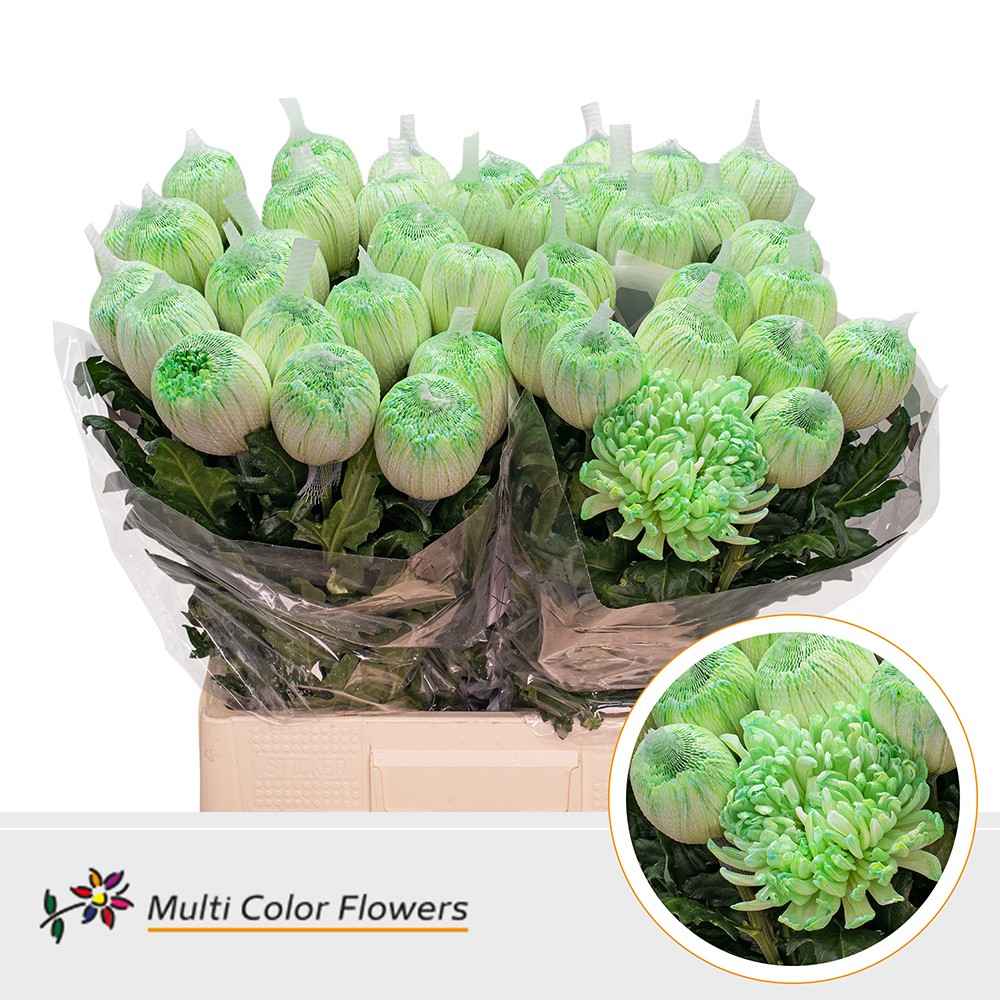 Срезанные цветы оптом Chrys bl paint antonov mint green от 40шт из Голландии с доставкой по России