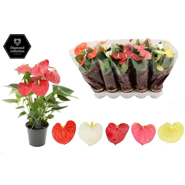 Горшечные цветы и растения оптом Anth An 3 Color Mix 5+ In Couture Diamond Sleeve от 10шт из Голландии с доставкой по России