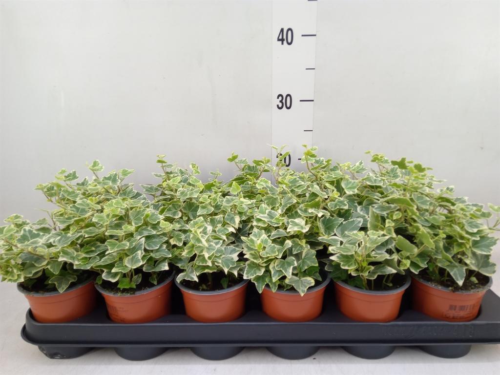 Горшечные цветы и растения оптом Hedera White Wonder от 18шт (для телеги) из Голландии с доставкой по России