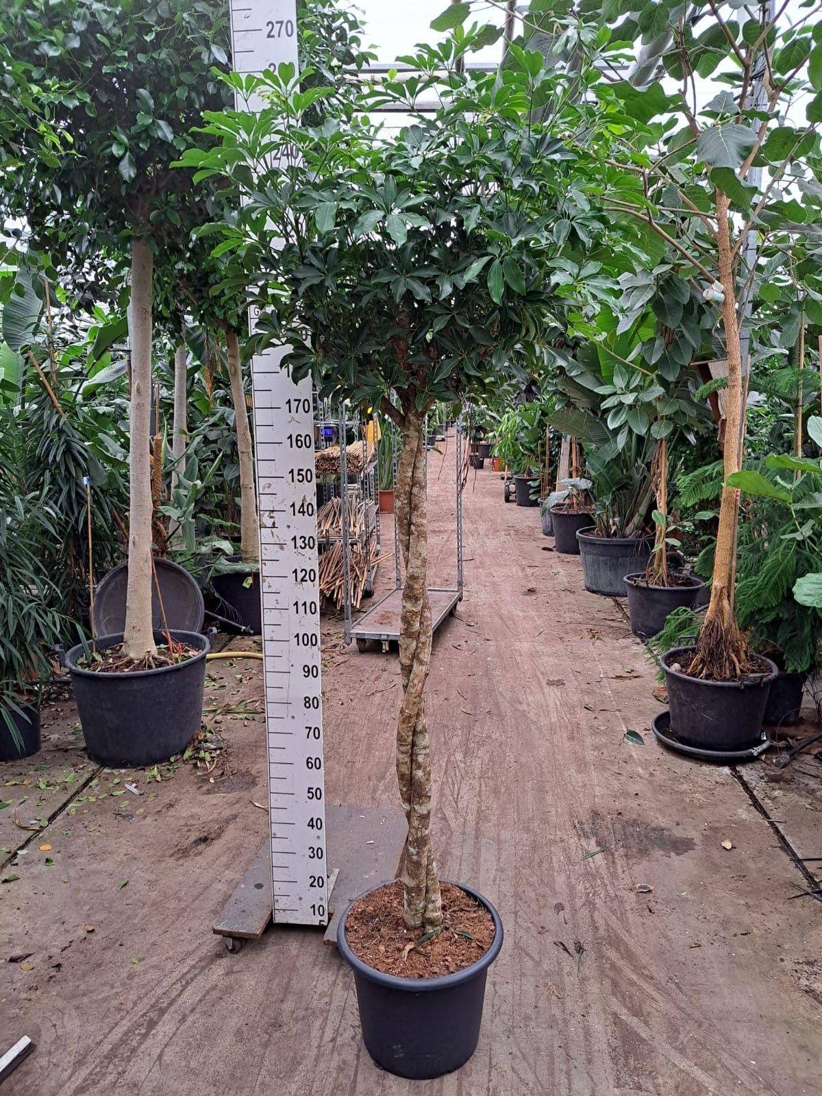 Горшечные цветы и растения оптом Schefflera Compacta Twister от 1шт из Голландии с доставкой по России