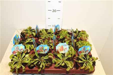 Горшечные цветы и растения оптом Dionaea Muscipula от 12шт из Голландии с доставкой по России