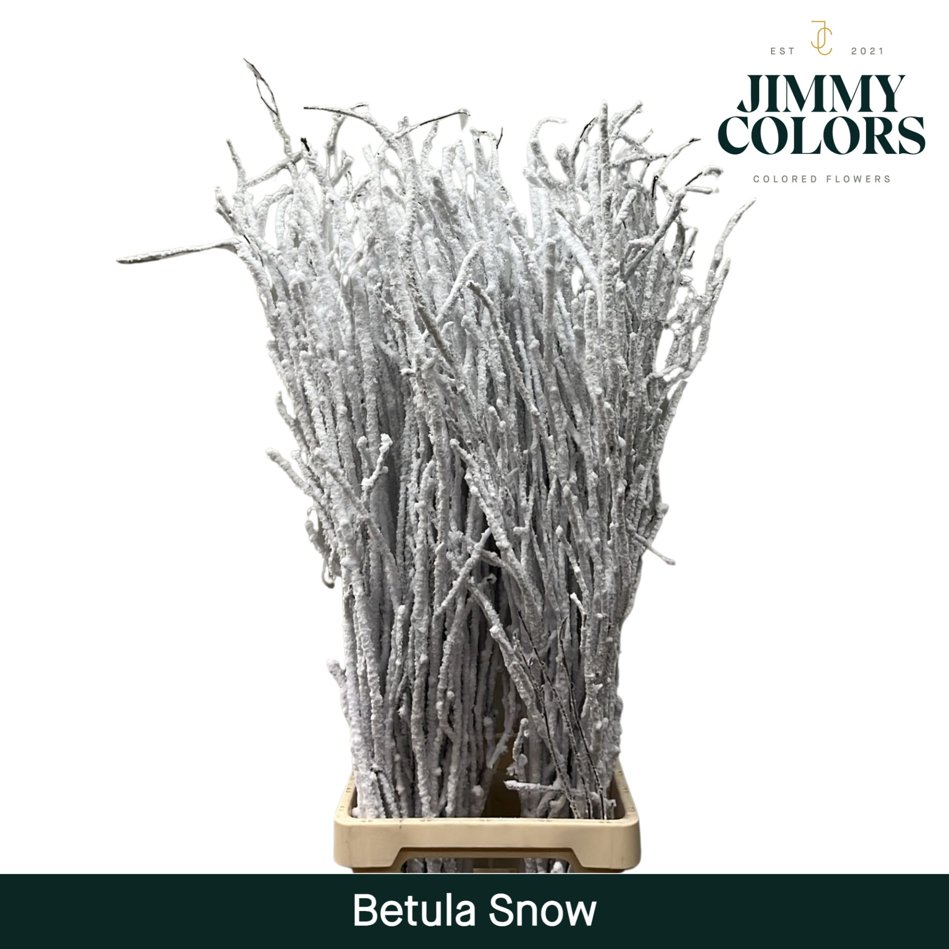 Срезанные цветы оптом Betula paint snowwhite on naturel от 10шт из Голландии с доставкой по России