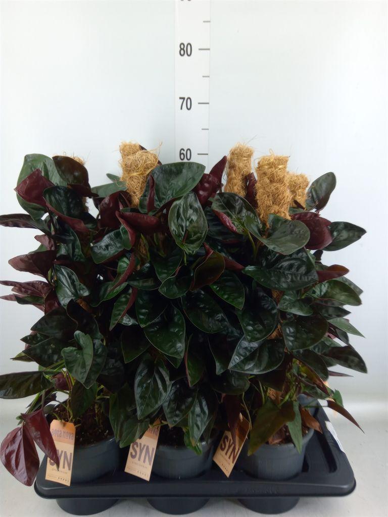 Горшечные цветы и растения оптом Syngonium   ... от 6шт из Голландии с доставкой по России