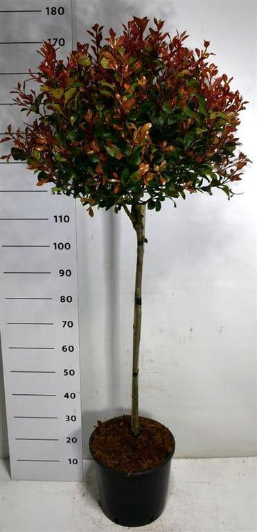 Горшечные цветы и растения оптом Photinia Fraseri Carré Rouge On Stem от 1шт из Голландии с доставкой по России
