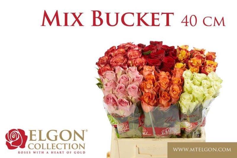 Срезанные цветы оптом Rosa large mix in bucket от 60шт из Голландии с доставкой по России